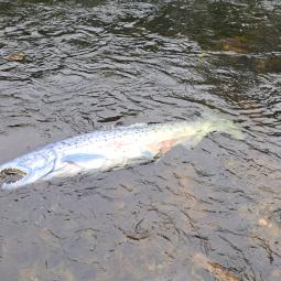 Salmon Floating